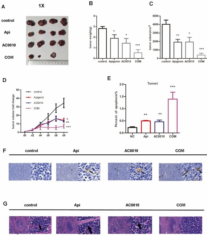 J Cancer Image