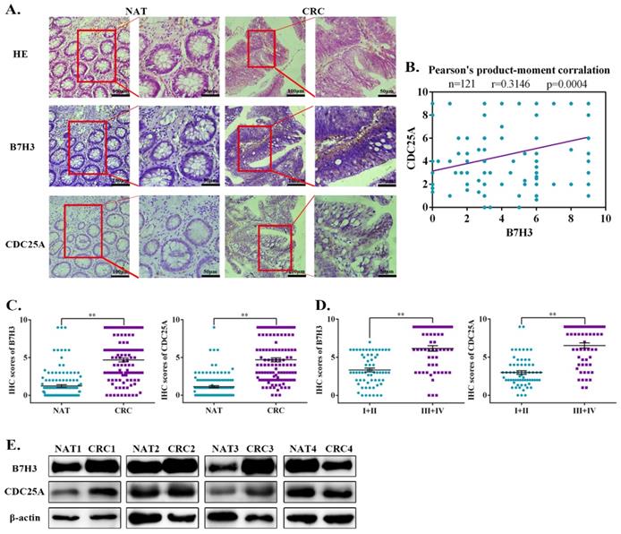 J Cancer Image