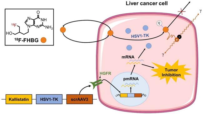 J Cancer Image