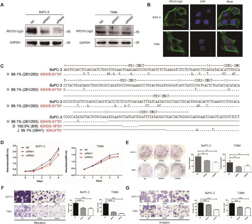 J Cancer Image