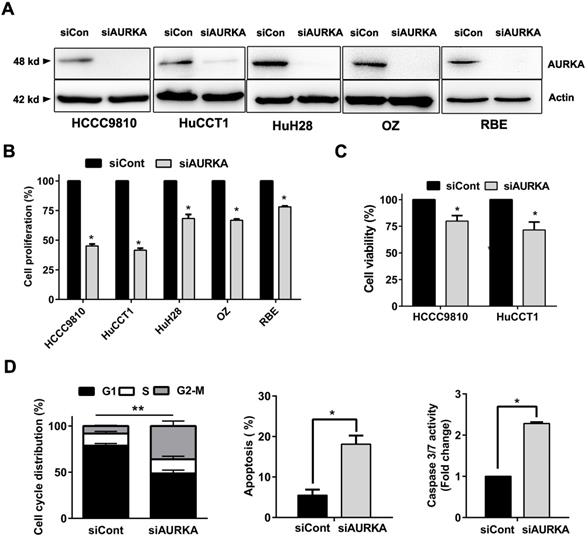 J Cancer Image