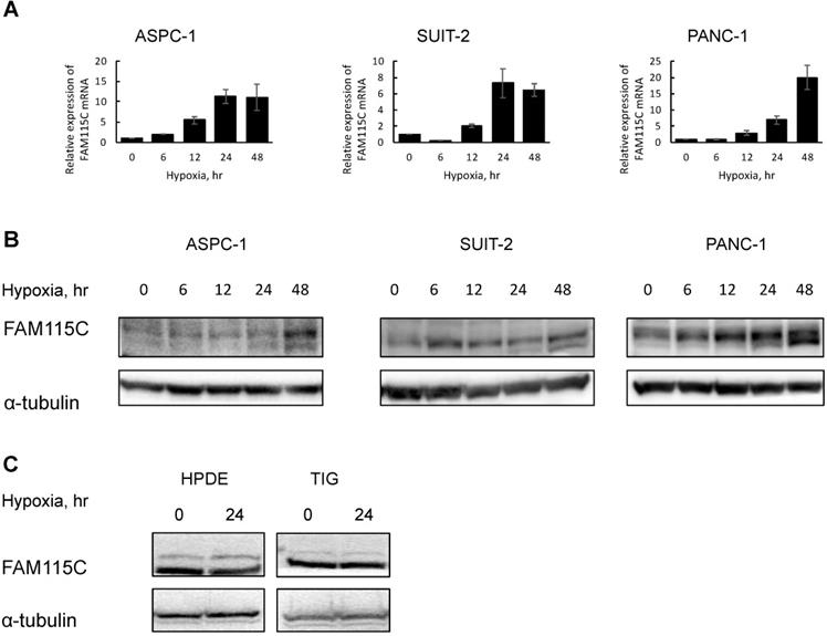 J Cancer Image