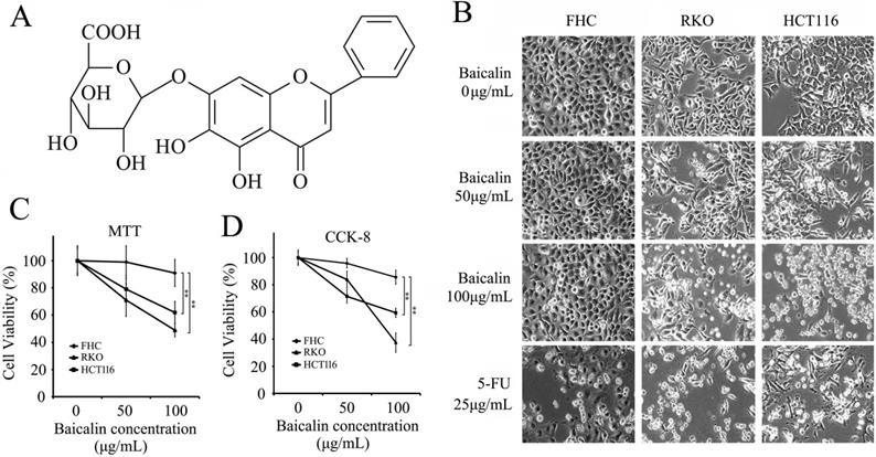 J Cancer Image