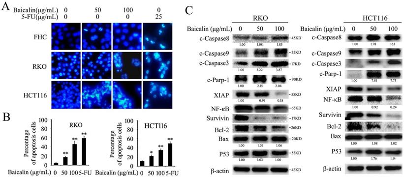 J Cancer Image