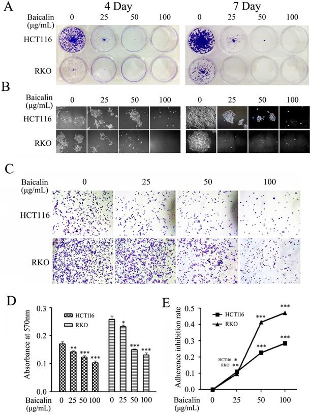 J Cancer Image