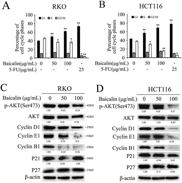 J Cancer Image