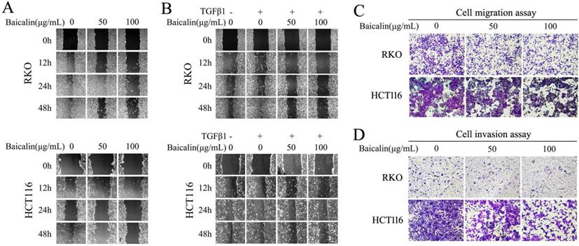 J Cancer Image