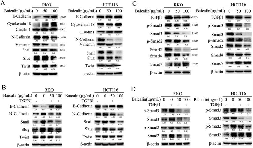 J Cancer Image