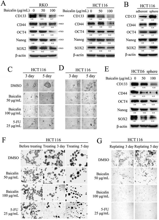 J Cancer Image