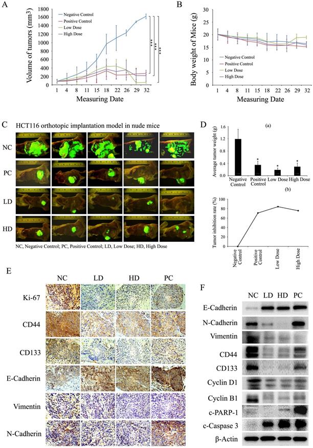 J Cancer Image