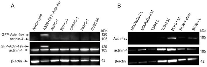 J Cancer Image