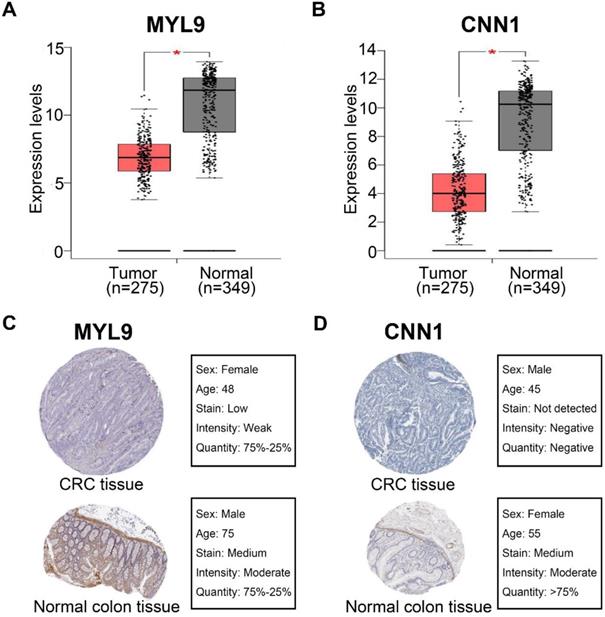 J Cancer Image