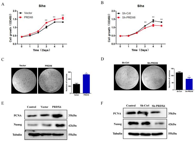 J Cancer Image