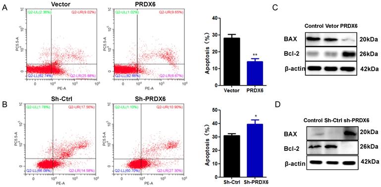 J Cancer Image