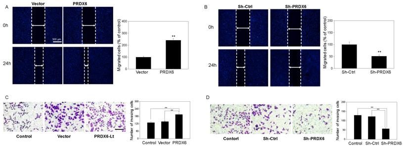 J Cancer Image