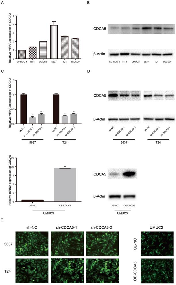 J Cancer Image