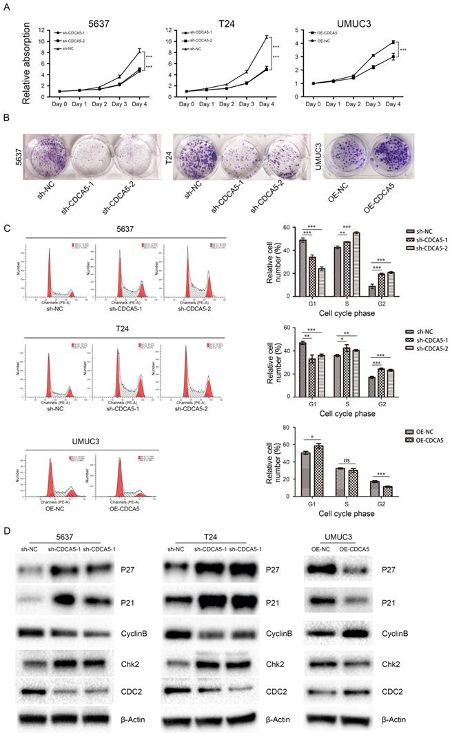 J Cancer Image