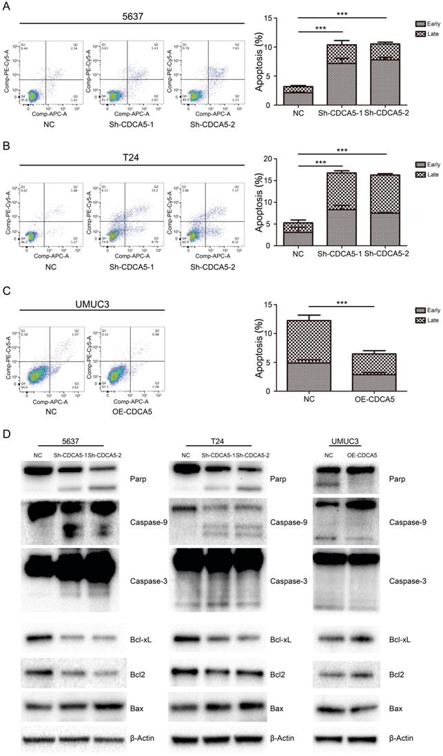 J Cancer Image