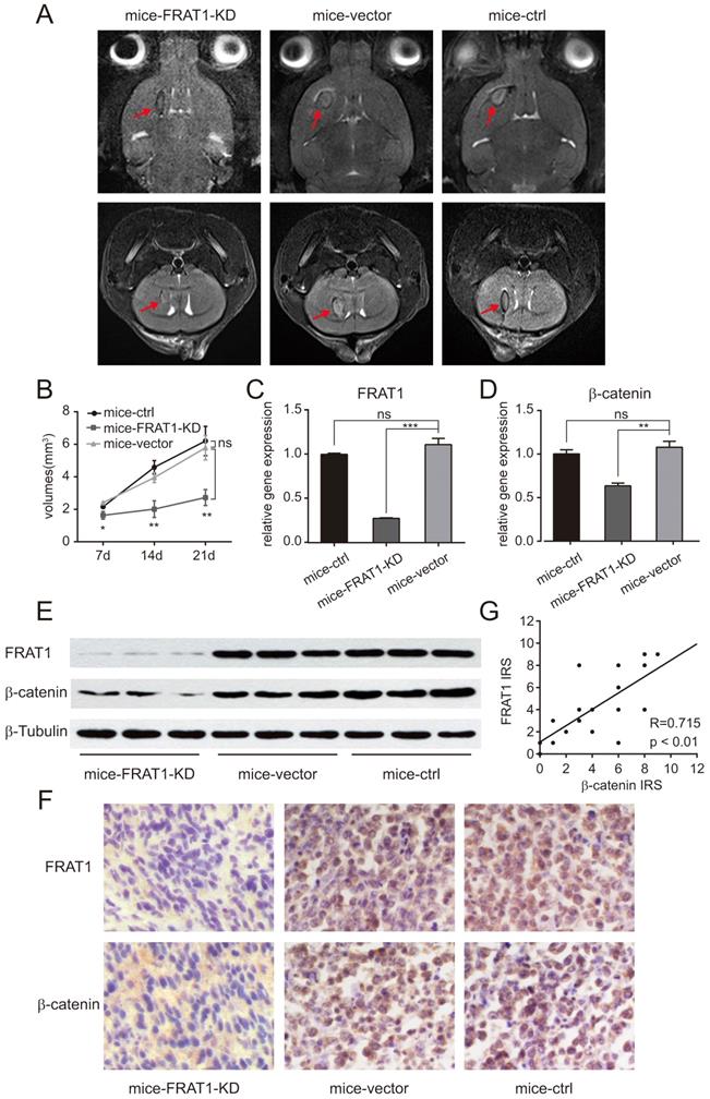 J Cancer Image