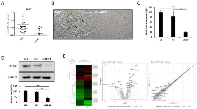 J Cancer Image