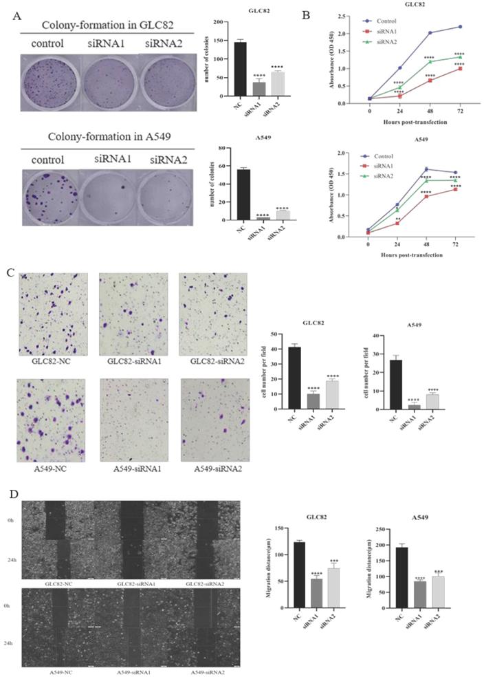 J Cancer Image