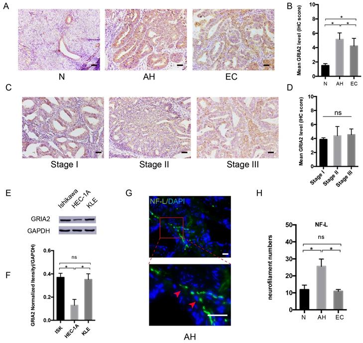 J Cancer Image