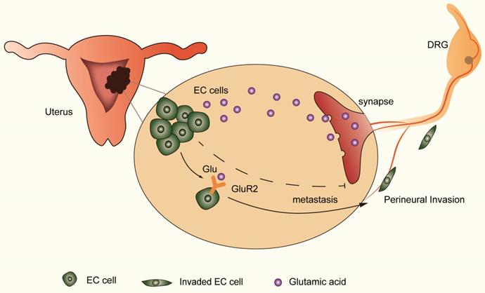 J Cancer Image