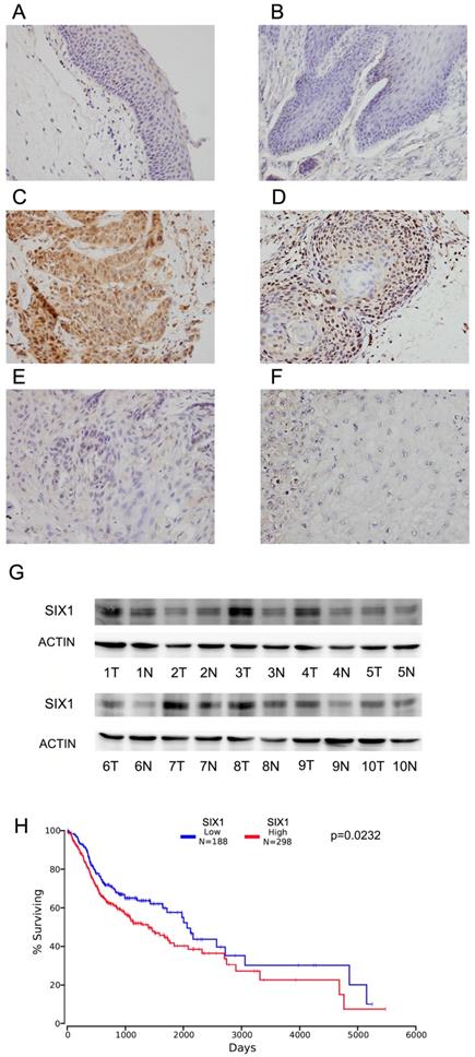 J Cancer Image