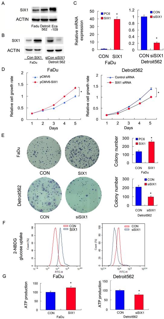 J Cancer Image