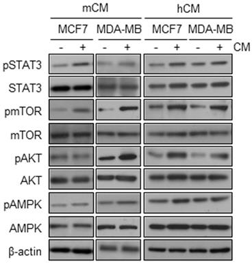 J Cancer Image