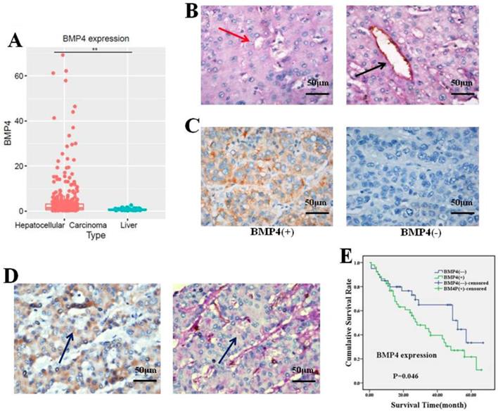 J Cancer Image