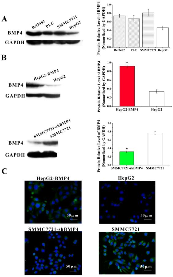 J Cancer Image