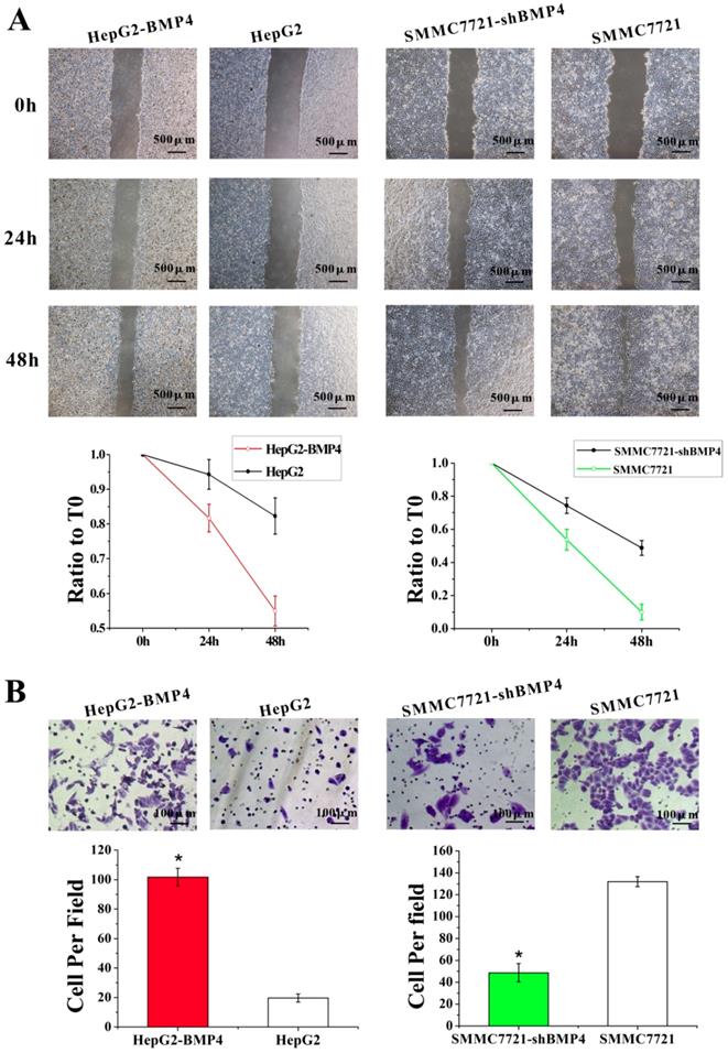 J Cancer Image