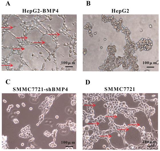 J Cancer Image