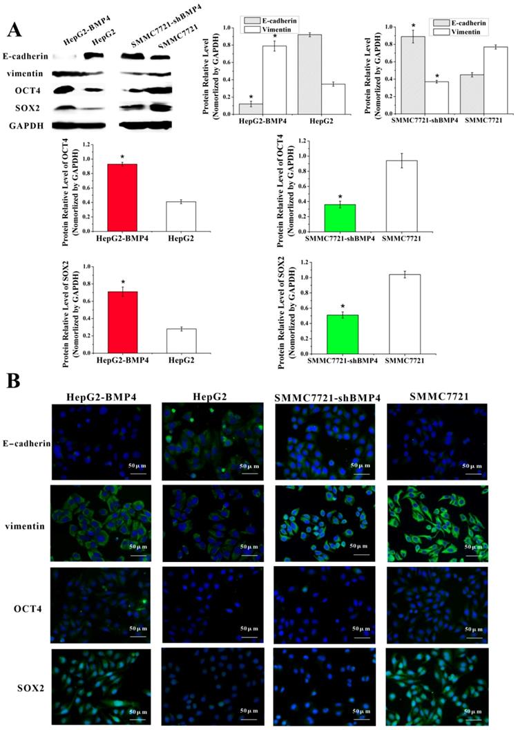 J Cancer Image