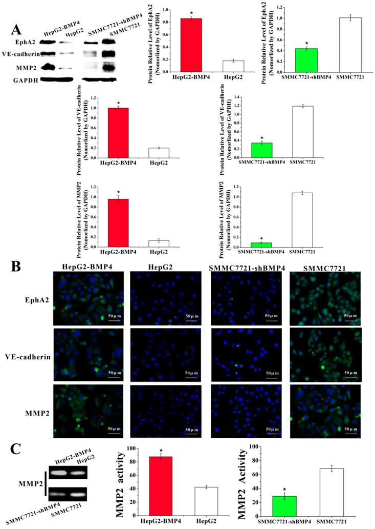 J Cancer Image