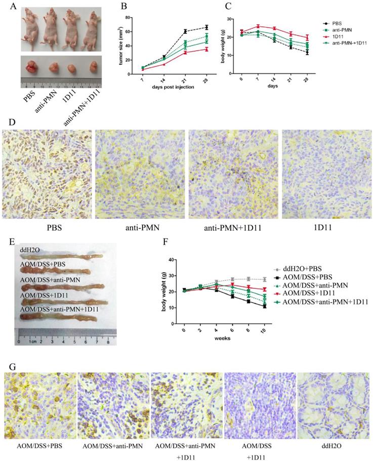 J Cancer Image