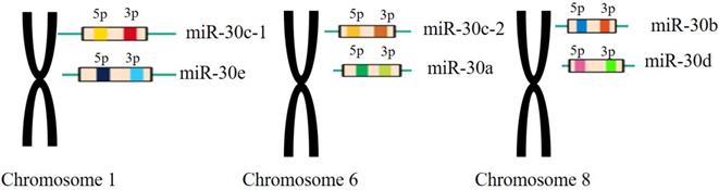 J Cancer Image