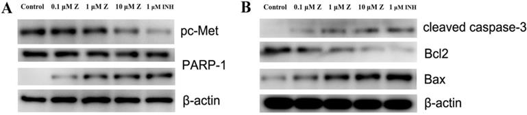 J Cancer Image