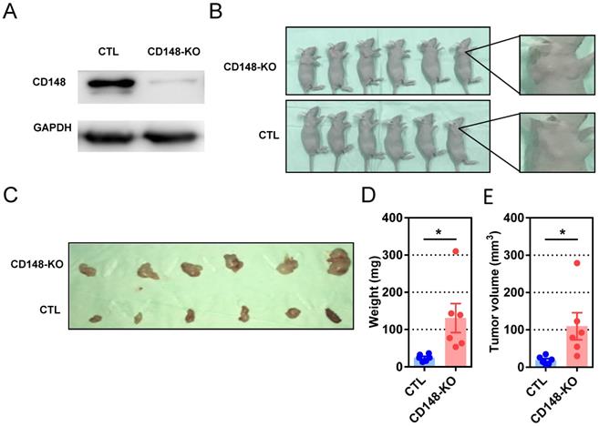 J Cancer Image