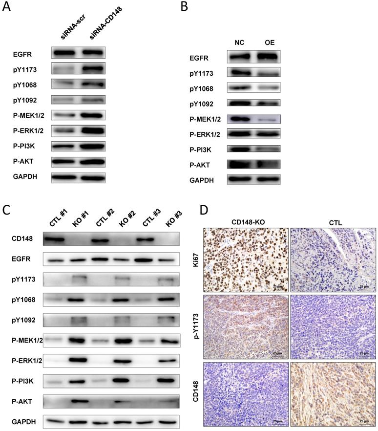 J Cancer Image