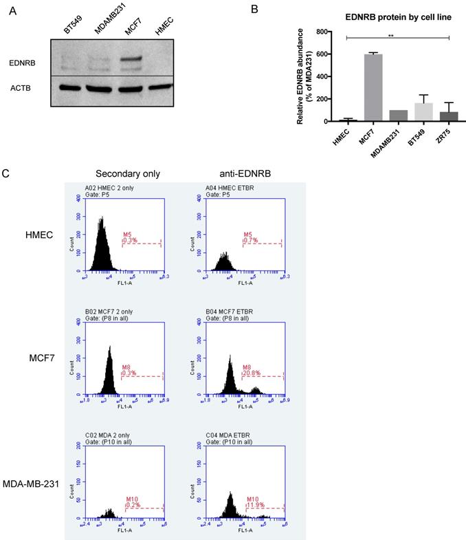 J Cancer Image