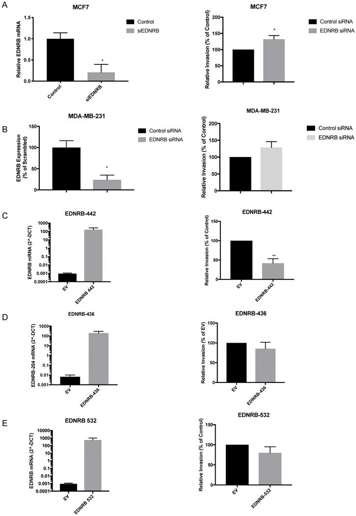 J Cancer Image