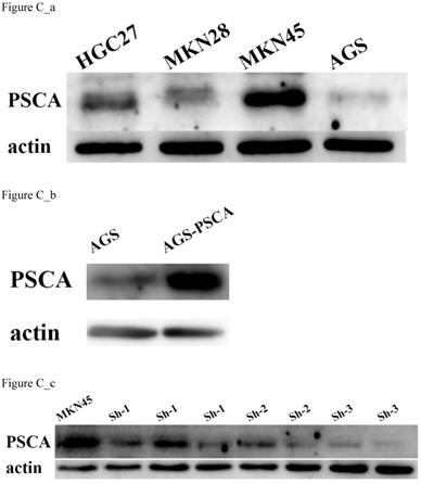 J Cancer Image