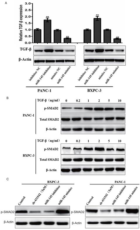 J Cancer Image