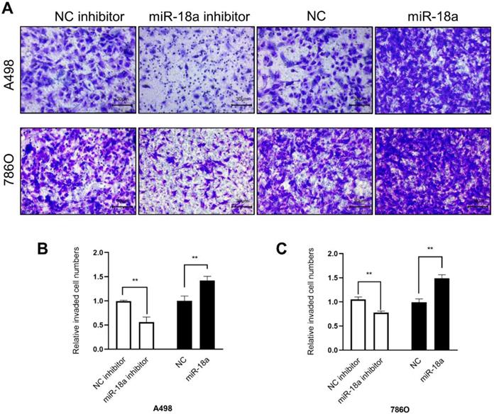 J Cancer Image