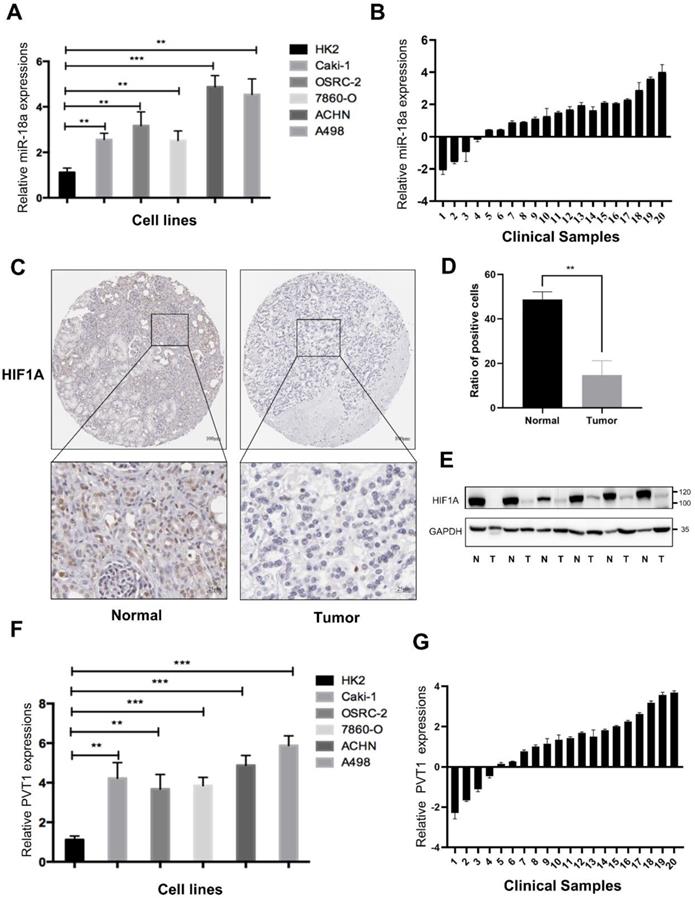 J Cancer Image