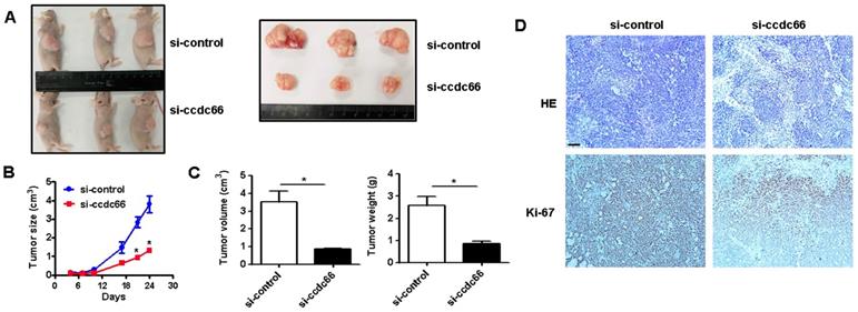 J Cancer Image