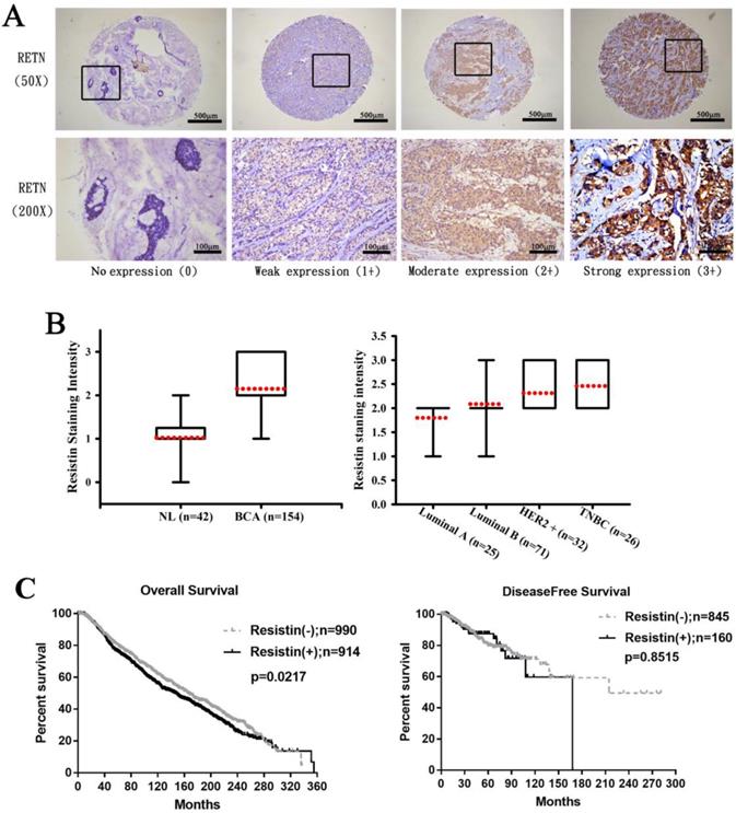 J Cancer Image