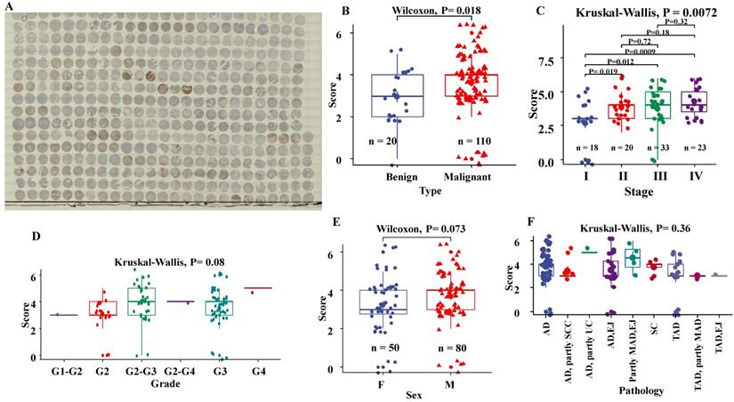 J Cancer Image